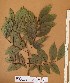  ( - FOLI242)  @11 [ ] CreativeCommons - Attribution Non-Commercial Share-Alike (2013) Unspecified Herbarium de l'Université Libre de Bruxelles