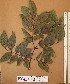  ( - FOLI242)  @11 [ ] CreativeCommons - Attribution Non-Commercial Share-Alike (2013) Unspecified Herbarium de l'Université Libre de Bruxelles