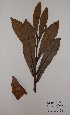  (Testulea - BRLU-GD2925)  @11 [ ] CreativeCommons - Attribution Non-Commercial Share-Alike (2013) Unspecified Herbarium de l'Université Libre de Bruxelles