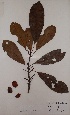  (Uapaca sp - BRLU-GD2977)  @11 [ ] CreativeCommons - Attribution Non-Commercial Share-Alike (2013) Unspecified Herbarium de l'Université Libre de Bruxelles