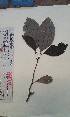  (Crossandrella - FHO-PB53)  @11 [ ] Copyright (2013) Unspecified University of Oxford, Department of Plant Sciences