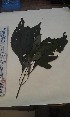  (Justicia baronii - FHO-CK3014)  @11 [ ] Copyright (2013) Unspecified University of Oxford, Department of Plant Sciences