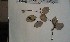  (Mendoncia combretoides - FHO-EP4311)  @11 [ ] Copyright (2013) Unspecified University of Oxford, Department of Plant Sciences