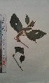  (Rungia buettneri - FHO-PS2511)  @11 [ ] Copyright (2013) Unspecified University of Oxford, Department of Plant Sciences