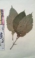  (Rungia guineensis - FHO-DB10637)  @11 [ ] Copyright (2013) Unspecified University of Oxford, Department of Plant Sciences