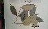 (Hunteria simii - FHO-CY1241)  @11 [ ] Copyright (2013) Unspecified University of Oxford, Department of Plant Sciences