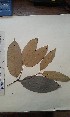  ( - FHO-PS3156)  @11 [ ] Copyright (2013) Unspecified University of Oxford, Department of Plant Sciences