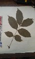  (Neubouldia - FHO-DB2331)  @11 [ ] Copyright (2013) Unspecified University of Oxford, Department of Plant Sciences