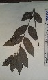  ( - FHO-DB5169)  @11 [ ] Copyright (2013) Unspecified University of Oxford, Department of Plant Sciences