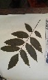  (Stereospermum acuminatissimum - FHO-DB10927)  @11 [ ] Copyright (2013) Unspecified University of Oxford, Department of Plant Sciences