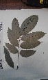  ( - FHO-DB10932)  @11 [ ] Copyright (2013) Unspecified University of Oxford, Department of Plant Sciences
