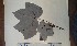  ( - FHO-PS4795)  @11 [ ] Copyright (2013) Unspecified University of Oxford, Department of Plant Sciences