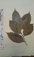  (Licania elaeosperma - FHO-PUTUEP2145)  @11 [ ] Copyright (2013) Unspecified University of Oxford, Department of Plant Sciences