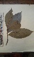  (Magnistipula - FHO-EP1661)  @11 [ ] Copyright (2013) Unspecified University of Oxford, Department of Plant Sciences