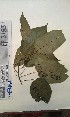  (Croton dispar - FHO-EP2153)  @11 [ ] Copyright (2013) Unspecified University of Oxford, Department of Plant Sciences