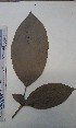  ( - FHO-CM281)  @11 [ ] Copyright (2013) Unspecified University of Oxford, Department of Plant Sciences