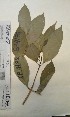  (Tetrorchidium didymostemon - FHO-EP4172)  @11 [ ] Copyright (2013) Unspecified University of Oxford, Department of Plant Sciences