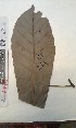  (Uapaca corbisieri - FHO-EP264)  @11 [ ] Copyright (2013) Unspecified University of Oxford, Department of Plant Sciences
