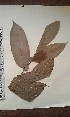  (Homalium - FHO-EP4396)  @11 [ ] Copyright (2013) Unspecified University of Oxford, Department of Plant Sciences