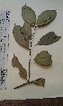  (Garcinia epunctata - FHO-EP4854)  @11 [ ] Copyright (2013) Unspecified University of Oxford, Department of Plant Sciences