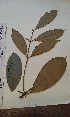  ( - FHO-EP7249)  @11 [ ] Copyright (2013) Unspecified University of Oxford, Department of Plant Sciences