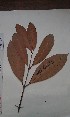  ( - FHO-DB4413)  @11 [ ] Copyright (2013) Unspecified University of Oxford, Department of Plant Sciences