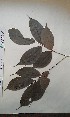  ( - FHO-PUTUEP2000)  @11 [ ] Copyright (2013) Unspecified University of Oxford, Department of Plant Sciences