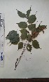  (Bussea - FHO-PS2189)  @11 [ ] Copyright (2013) Unspecified University of Oxford, Department of Plant Sciences