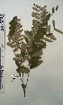  (Cassia fikifiki - FHO-DB9572)  @11 [ ] Copyright (2013) Unspecified University of Oxford, Department of Plant Sciences