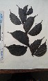  ( - FHO-PS4955)  @11 [ ] Copyright (2013) Unspecified University of Oxford, Department of Plant Sciences