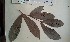  ( - FHO-PUTUEP319)  @11 [ ] Copyright (2013) Unspecified University of Oxford, Department of Plant Sciences
