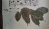  (Calpocalyx - FHO-CY109)  @11 [ ] Copyright (2013) Unspecified University of Oxford, Department of Plant Sciences