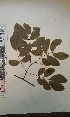  ( - FHO-EP961)  @11 [ ] Copyright (2013) Unspecified University of Oxford, Department of Plant Sciences