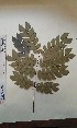  (Newtonia - FHO-PS1006)  @11 [ ] Copyright (2013) Unspecified University of Oxford, Department of Plant Sciences