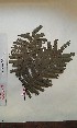  (Piptadeniastrum - FHO-CY2041)  @11 [ ] Copyright (2013) Unspecified University of Oxford, Department of Plant Sciences