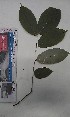  ( - FHO-EP6692)  @11 [ ] Copyright (2013) Unspecified University of Oxford, Department of Plant Sciences