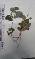  (Grona adscendens - FHO-CY2137)  @11 [ ] Copyright (2013) Unspecified University of Oxford, Department of Plant Sciences