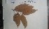  (Eugenia cf. memecyloides - FHO-PUTUEP1531)  @11 [ ] Copyright (2013) Unspecified University of Oxford, Department of Plant Sciences