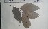  (Eugenia pobeguinii - FHO-EP3196)  @11 [ ] Copyright (2013) Unspecified University of Oxford, Department of Plant Sciences