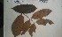  ( - FHO-PUTUEP1400)  @11 [ ] Copyright (2013) Unspecified University of Oxford, Department of Plant Sciences