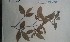  (Idertia - FHO-PUTUEP2575)  @11 [ ] Copyright (2013) Unspecified University of Oxford, Department of Plant Sciences