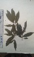  (Ochna membranacae - FHO-PS913)  @11 [ ] Copyright (2013) Unspecified University of Oxford, Department of Plant Sciences