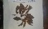  (Rhabdophyllum affine - FHO-PUTUEP225)  @11 [ ] Copyright (2013) Unspecified University of Oxford, Department of Plant Sciences