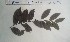 (Microdesmis keayana - FHO-CM105)  @11 [ ] Copyright (2013) Unspecified University of Oxford, Department of Plant Sciences