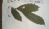  (Androsiphonia - FHO-DB6693)  @11 [ ] Copyright (2013) Unspecified University of Oxford, Department of Plant Sciences