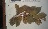  (Smeathmannia - FHO-CY3006)  @11 [ ] Copyright (2013) Unspecified University of Oxford, Department of Plant Sciences