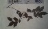  ( - FHO-PS503)  @11 [ ] Copyright (2013) Unspecified University of Oxford, Department of Plant Sciences