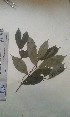  (Anopyxis - FHO-PS1332)  @11 [ ] Copyright (2013) Unspecified University of Oxford, Department of Plant Sciences