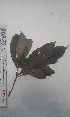  (Chassalia sp. A - FHO-DB898)  @11 [ ] Copyright (2013) Unspecified University of Oxford, Department of Plant Sciences