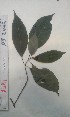  (Chassalia kolly - FHO-PS2442)  @11 [ ] Copyright (2013) Unspecified University of Oxford, Department of Plant Sciences